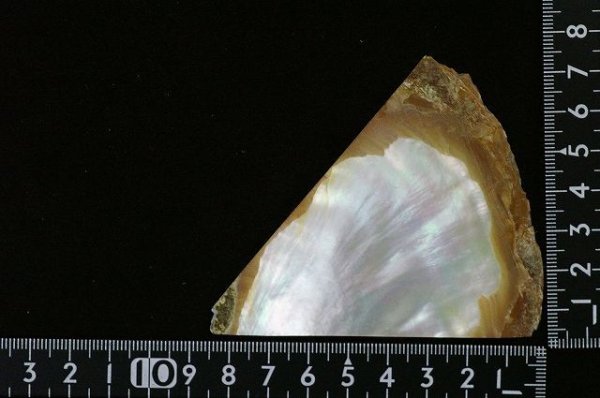 画像1: 真珠貝（2.5mm厚） (1)